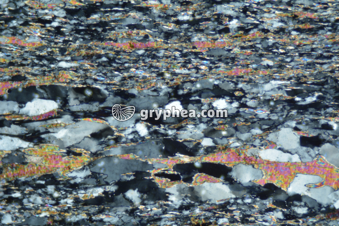 Schiste à biotite LPA x25 - gryphea.org